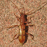 Transvaalobrium sudrei